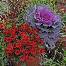 Potted Decorative Cabbage