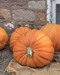 Prize Size Pumpkins